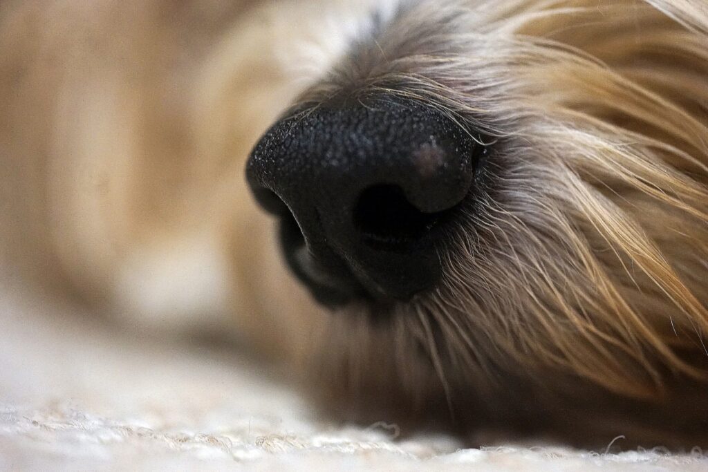 dog nose sniffing carpet - benefits of hypoallergenic dogs concept