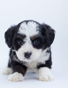 puppy for sale in new jersey 