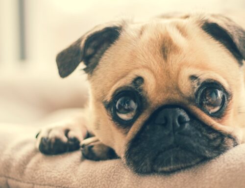 Boost Your Puppy’s Confidence