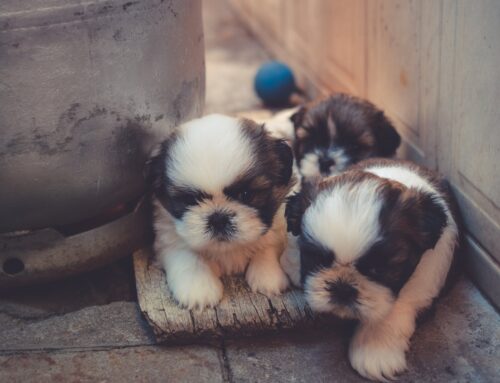 Fun Ways to Exercise Your Puppy