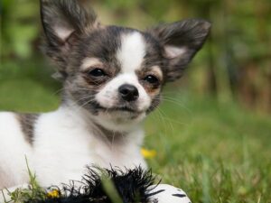 Chihuahua puppy on grass