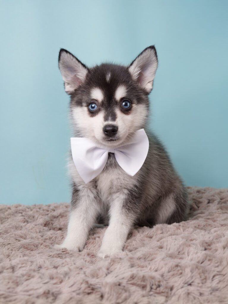 3467-M-Alaskan Klee Kai-A7F08521 alaskan klee kai puppy wearing a tie