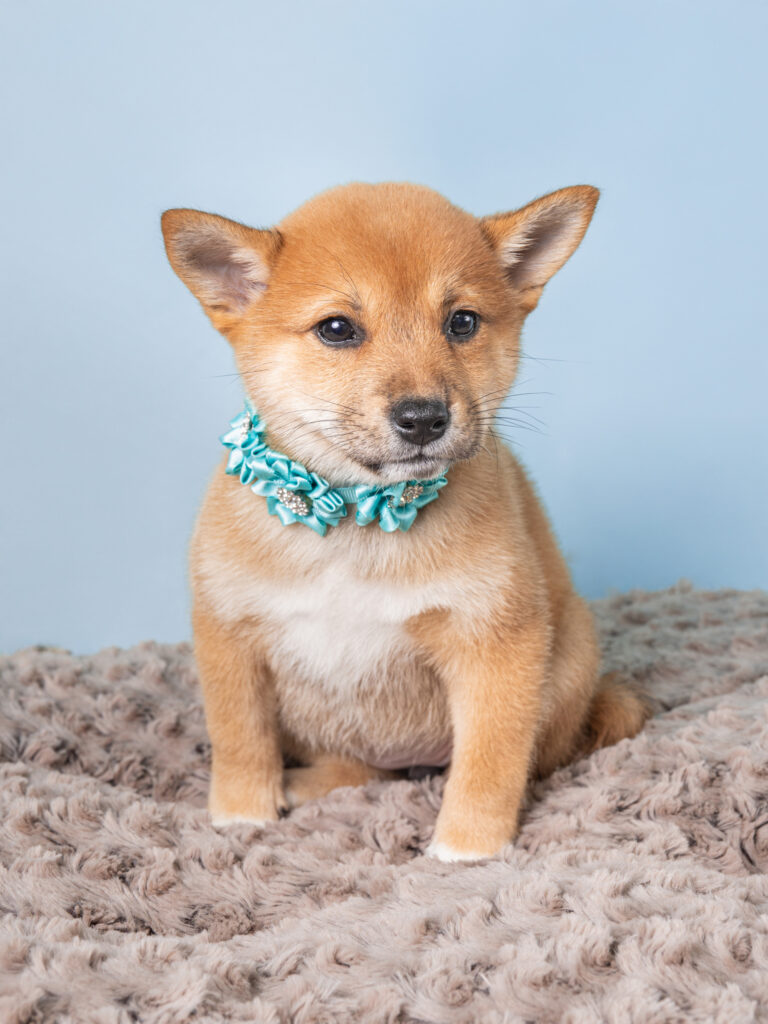 3504-F-Shiba Inu-A7F04440 shiba inu puppy wearing a teal collar