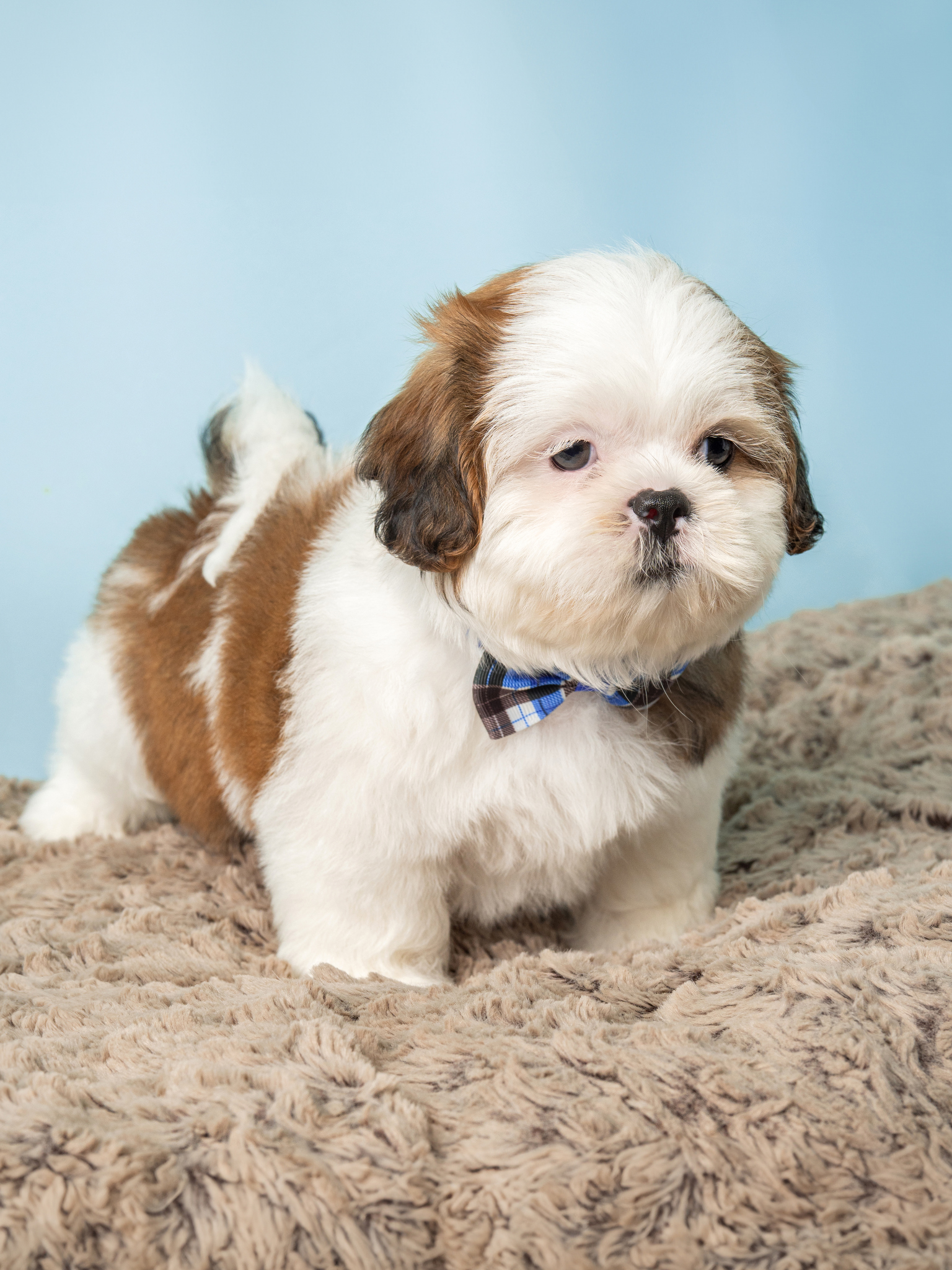 3324-M-Shih Tzu-A7E06529