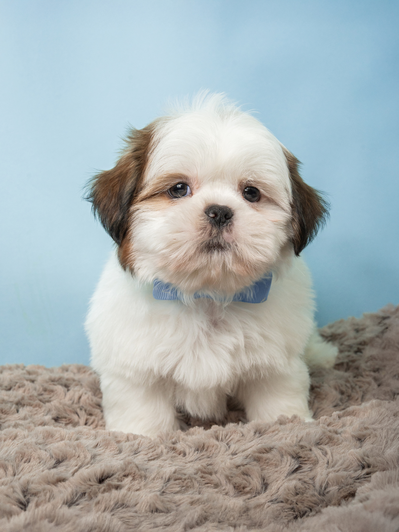 3405-M-Shih Tzu-A7E09567