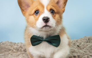 3373-M-Corgi-A7E05840