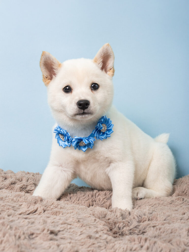 3678-F-Shiba Inu-A7E03392 white shiba inu puppy