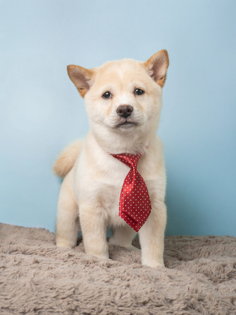 3717-M-Shiba Inu-A7E07192 shiba inu puppy wearing red tie