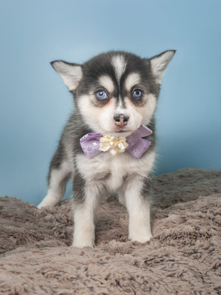 3759-F-Alaskan Klee Kai-A7F00356 alaskan klee kai puppy wearing a bowtie