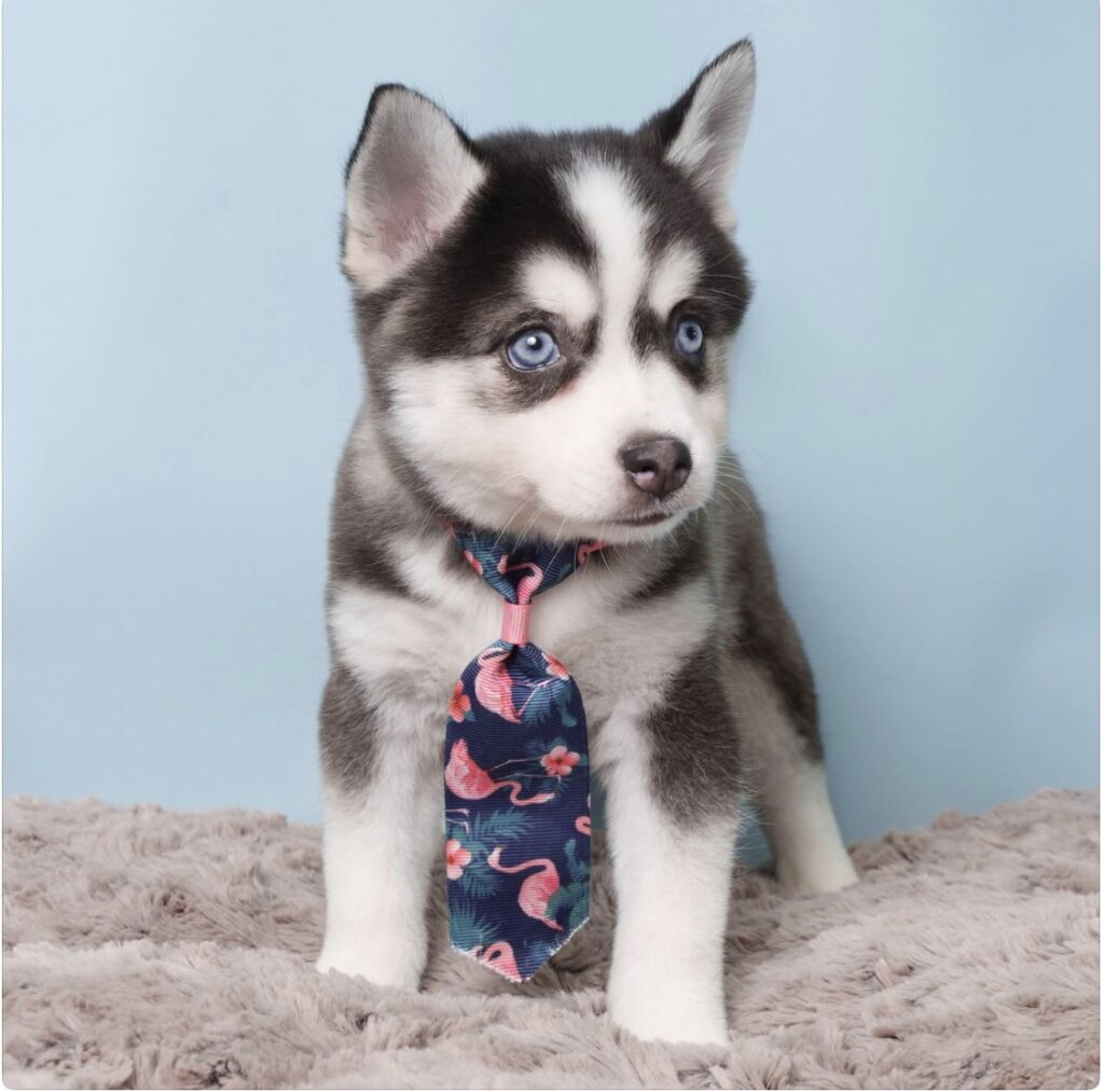 Alaskan Klee Kai puppy with floral necktie alaskan klee kai wearing a flamingo tie