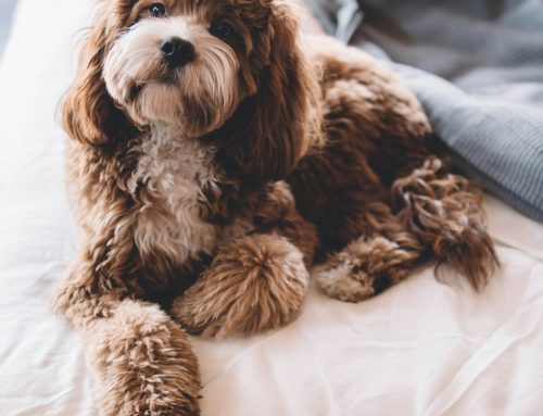Benefits of Hypoallergenic Dogs